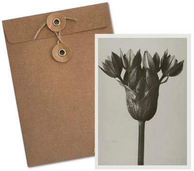 Opakowanie Karnet BF5-107 Czosnek kazachstański