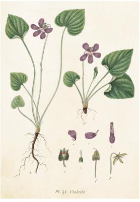 Opakowanie Karnet ST237 B6 + koperta Fiołek