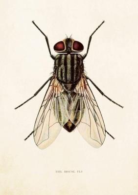 Opakowanie Karnet ST246 B6 + koperta Mucha