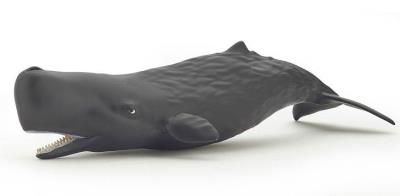 Opakowanie Kaszalot spermacetowy młody