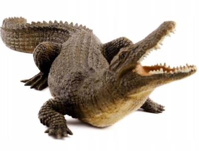 Opakowanie Krokodyl nilowy