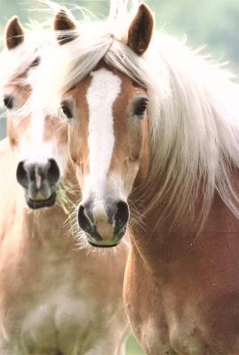 Opakowanie Kalendarz 2022 Ścienny Konie ARTSEZON