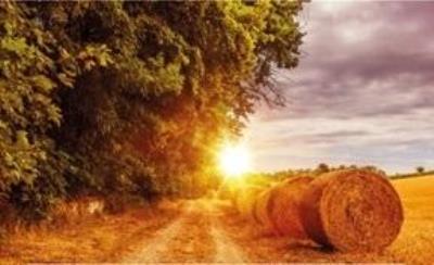 Opakowanie Kalendarz 2022 Trójdzielny Łany zbóż ANIEW