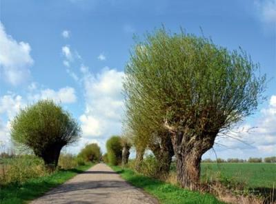 Opakowanie Kalendarz 2022 Trójdzielny Wierzby RADWAN