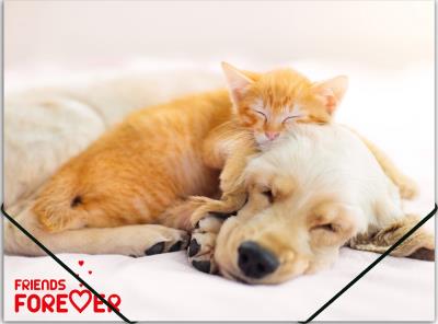 Opakowanie Teczka na gumkę A4 PP z nadrukiem Friends