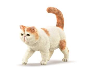 Exotic Shorthair kot. Wydawca: Collecta. SmakLiter.pl Opakowanie Exotic Shorthair kot