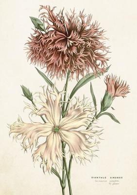 Opakowanie Karnet ST364 B6 + koperta Goździk