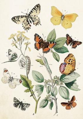 Opakowanie Karnet ST368 B6 + koperta Motyle