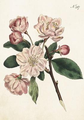 Opakowanie Karnet ST369 B6 + koperta Jabłoń