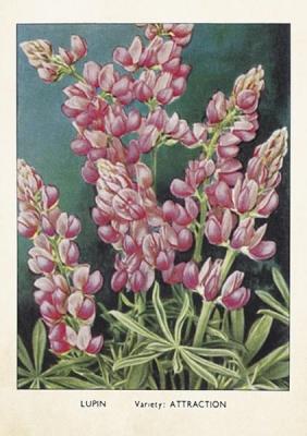 Opakowanie Karnet ST370 B6 + koperta Łubin