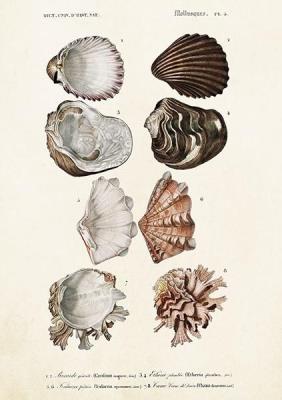 Opakowanie Karnet ST372 B6 + koperta Muszle