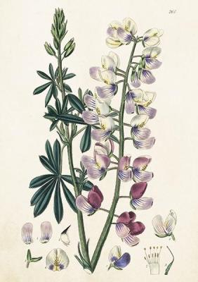 Opakowanie Karnet ST374 B6 + koperta Łubin włochaty