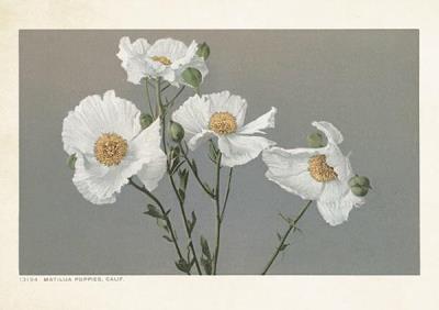 Opakowanie Karnet ST377 B6 + koperta Romneya