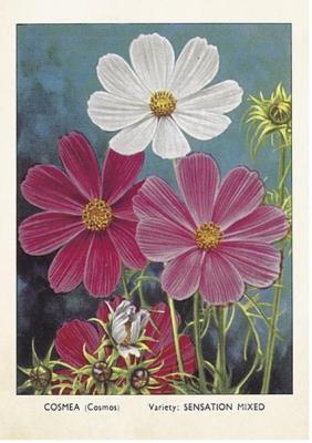 Opakowanie Karnet ST379 B6 + koperta Kosmos / Warszawianka