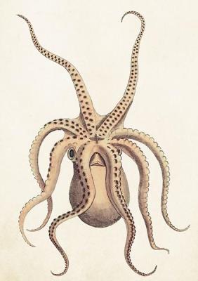 Opakowanie Karnet ST383 B6 + koperta Ośmiornica