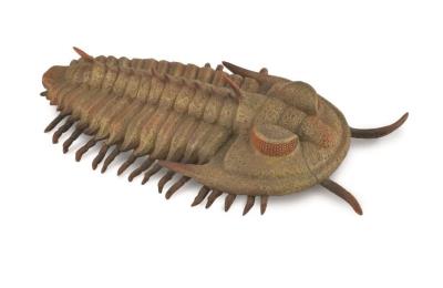 Redlichia Rex Trilobite. Wydawca: Collecta. SmakLiter.pl Opakowanie Redlichia Rex Trilobite