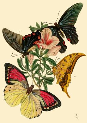 Opakowanie Karnet B6 brokat z kopertą Motyle 5