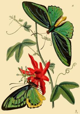 Opakowanie Karnet B6 brokat z kopertą Motyle 6