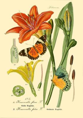 Opakowanie Karnet B6 brokat z kopertą Natura 3