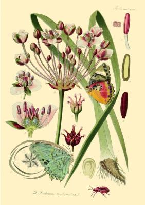 Opakowanie Karnet B6 brokat z kopertą Natura 4