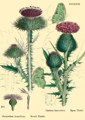 Opakowanie Karnet B6 brokat z kopertą Natura 6