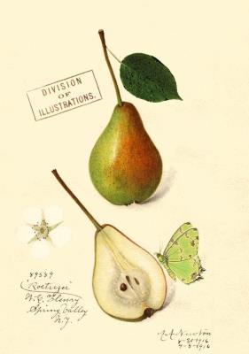 Opakowanie Karnet B6 z kopertą Gruszka