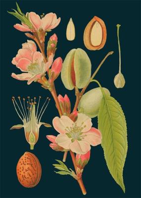 Opakowanie Karnet B6 z kopertą Migdał