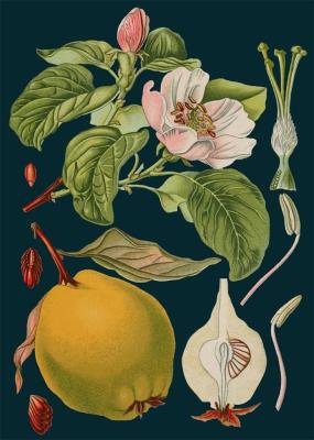 Opakowanie Karnet B6 z kopertą Pigwa