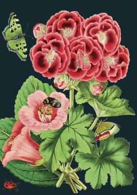 Opakowanie Karnet B6 z kopertą Różowa pelargonia