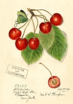 Opakowanie Karnet B6 z kopertą Wiśnia