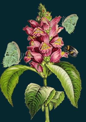 Opakowanie Karnet B6 z kopertą Wyżylin