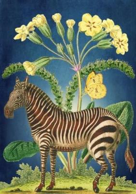 Opakowanie Karnet B6 z kopertą Zebra