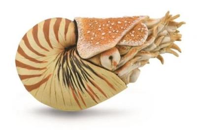 Nautilus Pompilius. Wydawca: Collecta. SmakLiter.pl Opakowanie Nautilus Pompilius