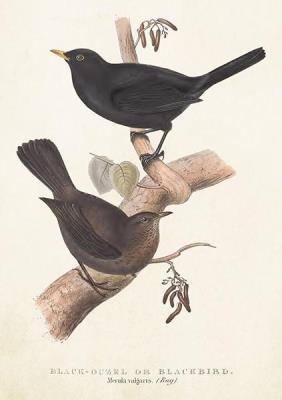 Opakowanie Karnet ST385 B6 + koperta Kos i drozd