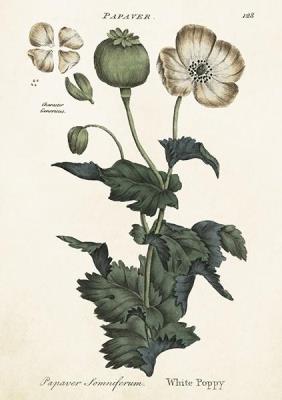 Opakowanie Karnet ST391 B6 + koperta Biały mak