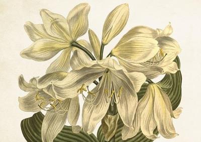 Opakowanie Karnet ST393 B6 + koperta Biały amarylis