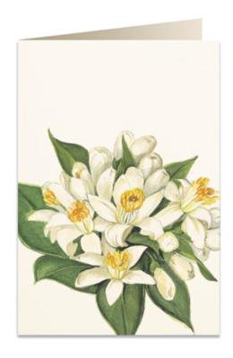 Opakowanie Karnet B6 + koperta 5502 Kwiat pomarańczy