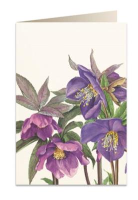 Opakowanie Karnet B6 + koperta 5516 Ciemiernik