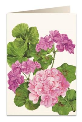 Opakowanie Karnet B6 + koperta 5576 Pelargonia