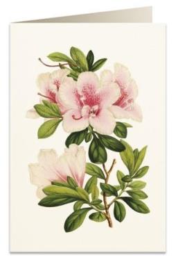 Opakowanie Karnet B6 + koperta 5966 Azalia