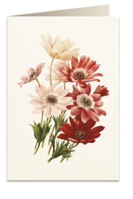 Opakowanie Karnet B6 + koperta 5967 Zawilec