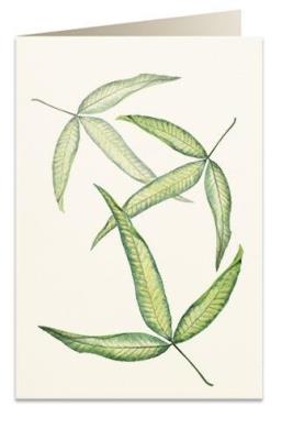 Opakowanie Karnet B6 + koperta 6017 Foglia tripartita