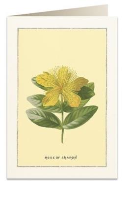 Opakowanie Karnet B6 + koperta 6018 Róża Sharon