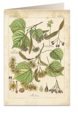 Opakowanie Karnet B6 + koperta 6056 Lipa