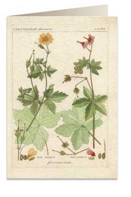 Opakowanie Karnet B6 + koperta 6057 Pelargonia pachnąca