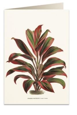 Opakowanie Karnet B6 + koperta 6064 Dracena czerwono-zielona