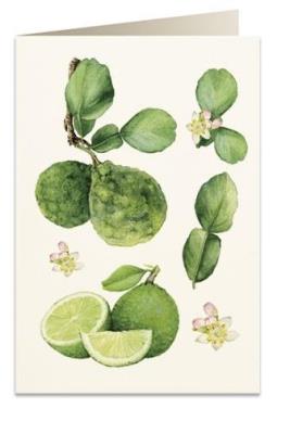 Opakowanie Karnet B6 + koperta 6067 Pomarańcza bergamota