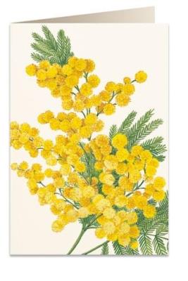 Opakowanie Karnet B6 + koperta 6093 Mimoza