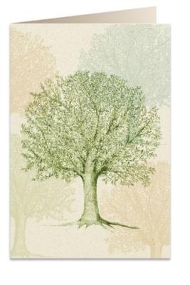 Opakowanie Karnet B6 + koperta 6094 Wiązowiec południowy