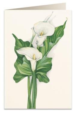 Opakowanie Karnet B6 + koperta 7518 Cantedeskia